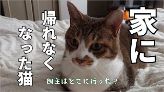 子猫の頃に育てた保護猫が遊びに来た時、我が家の先住猫達は仲良くできるのだろうか？episode3