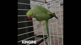 Kingini  is spending some good time at the exotic room during holiday @PetsOasisArcadia