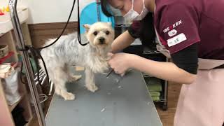 2020.2.12神戸愛犬美容専門学院　神戸校　実習風景