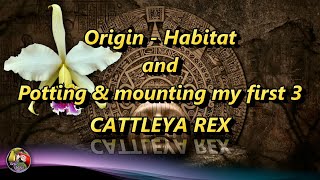 Cattleya rex - Mounting - Repotting - Origin - Habitat - #CareCollab - 10/02/2021