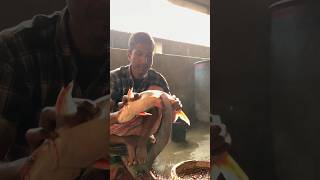 Amazing Pangasius Fish Cutting Expert | Butcher Cutting Fish At Fish Market