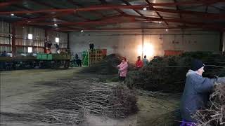 Packing of Fruit Trees - Economic Cooperative 07