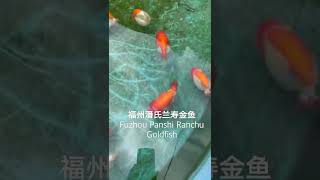 福州潘氏兰寿金鱼Fuzhou Panshi Ranchu Goldfish