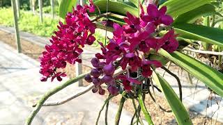 Rhynchostylis orchids กล้วยไม้สกุลช้าง: รวมกล้วยไม้สกุลช้าง Rhynchostylis gigantea(Lindl.)Ridl.