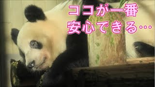 12/22シャンシャン史上最速？ウロウロが止まらず12時に夕食部屋が開きましたgiantpanda @tokyo 上野動物園