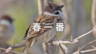 春一番の日のすずめ.log25