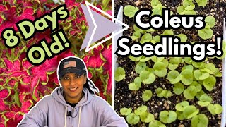 Coleus Seedling Care | Potting Up Coleus || Budget Gardening