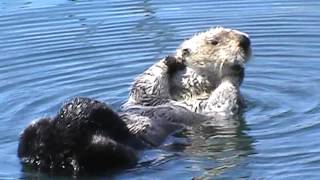 Wild California Sea Otter Washing Face | 顔を洗うラッコ