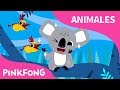 Koala Lalala | Koala | Animales | PINKFONG Canciones Infantiles