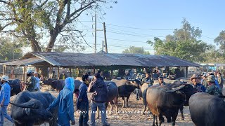 สำรวจอัพเดทราคาควายล่าสุด ควายผู้ใหญ่ ควายอนุรักษ์ ควายเลี้ยง วารินชำราบ อุบลราชธานี