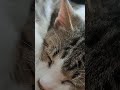 腕枕で寝る猫は最高です 猫のいる暮らし にゃん にゃー cat にゃーちゃん ねこのいるくらし ねこ ニャン ねこのいる生活 元野良猫