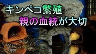 良い個体のキンペコ繁殖、ポイントは親。良い個体の親が必須条件です。