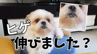 彼の毛がヒゲのように伸びた日。犬に定年退職がないと知ったwww～多頭飼い～チワワ・シーズー・ミニチュアピンシャー・トイプードル