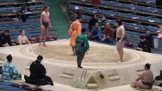 服部桜　4K動画　高画質　2017.3.23　VS辰ノ富士  大阪場所　十二日目　hattorizakura-tatsunofuji