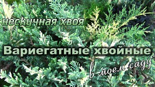 Вариегатные хвойные в саду. Разнообразие сортов. Причины вариегатности у растений.