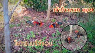 ไก่ต่อสายหมาน #เจ้าข้าวตอก ep.4