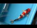 【松田養鯉場 matsuda koi farm】nz 12 昭和三色 showa 48cm