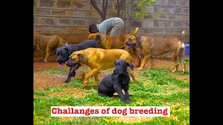 CHALLANGES OF BREEDING A BOERBOEL SHARE BY PAWFARM C.E.O.