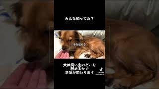 犬が飼い主の手を舐める理由が感動的だった。#shorts