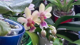 原生种纤花蝴蝶兰，还有花比它小的吗？Phalaenopsis deliciosa var hookeriana