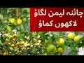 China Lemon farming in pakistan.