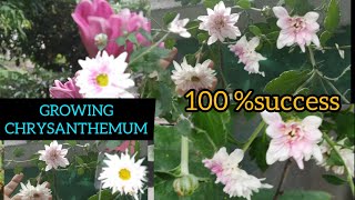 #SAMANTHI PLANT | இந்த டிப்ஸ் போதும் சாமந்தி செடி கொத்து கொத்த பூ பூக்கும் #CHRYSANTHEMUM