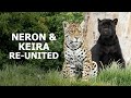 Neron and Keira back together! - The Big Cat Sanctuary