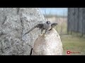 lanner falcon vs gyrfalcon who is the most powerful