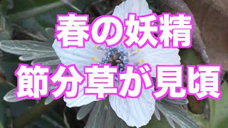 2023.2.14春の妖精「セツブンソウ」が里山で咲いています。岡山県。【4K映像】（撮影・編集　宮﨑　賢）