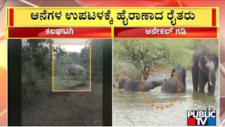 Wild Elephant Menace Continues In Anekal and Kalaghatagi | Public TV