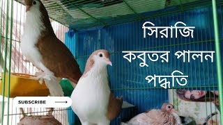 সিরাজি কবুতর পালন পদ্ধতি।How to rearing siraji in cages.(shortcut process-kobutor)