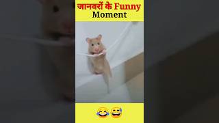 जानवरों के ऐसी Funny Moments जो आपको हसा देगा 😂 | Animals Funny Moments #shorts #youtubeshorts