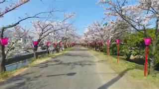 【空から見た廿日市市】住吉堤防敷の桜【空撮】