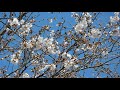 桜・一分～三分咲き・高麗川の土手・坂戸市立桜中学校、環境学館いずみ 隣接