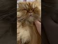 sleepy baby trending cat catvideos kitty sleepycat pets petlover trendingshorts