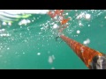 barracuda tries to steal hogfish