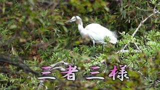 コサギ、ホシゴイ、カワウなど三者三様