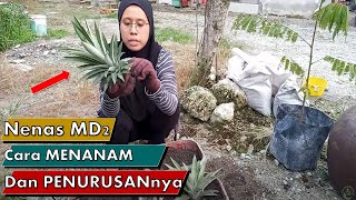 [ Tutorial ] Cara PENANAMAN NENAS MD2 | Kenali Nenas MD2 dan Cara Pengurusan