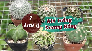 P304: Người Mới Chơi Xương Rồng Cần Lưu Ý Những Điều Này