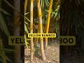 Why bamboo is so unique ???? #edm #music #dubstep #viralvideo