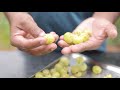 amla indian gooseberry for weight loss easy seed remover