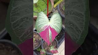 บอนสีชายชล บอนสีสวยงามแข็งแรง caladium #shorts