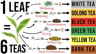Tea Processing Explained in : How Raw Tea Leaves are Transformed into the 6 Majo