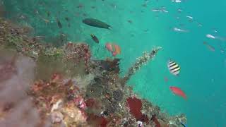 Raja Ampat snorkeling at the White arrow