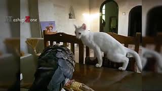 PIGEONS Are Such FUNNY BIRDS Cute And Funny Pigeon Videos Compilation NEWvia torchbrowser com