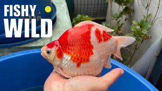 Ultimate Guide to Stunning Koi: Expert Tips and Breathtaking Footage!