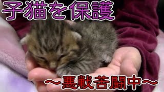 【第1話】子猫を保護！生後１週間の子猫に悪戦苦闘（面白い＆可愛い）～Growth of a kitten～