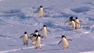 Nature: Penguins