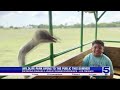 wildlife park opens in los fresnos