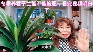 冬季养君子兰能不能施肥？看完视频明白了